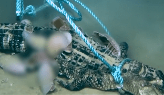 YouTube viral: Un enorme caimán fue devorado por crustáceos hambrientos dentro del océano [VIDEO]