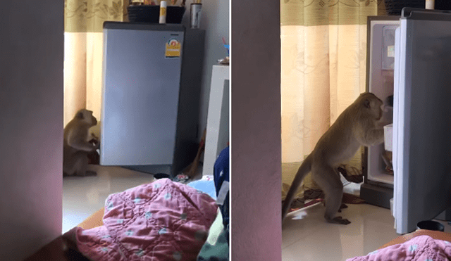 Una familia capta el momento en que un mono ingresa a su casa y les roba comida de la cocina. Foto: YouTube