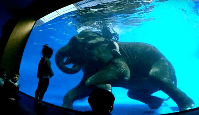 YouTube: zoológico obliga a elefantes a ofrecer shows de buceo [VIDEO]