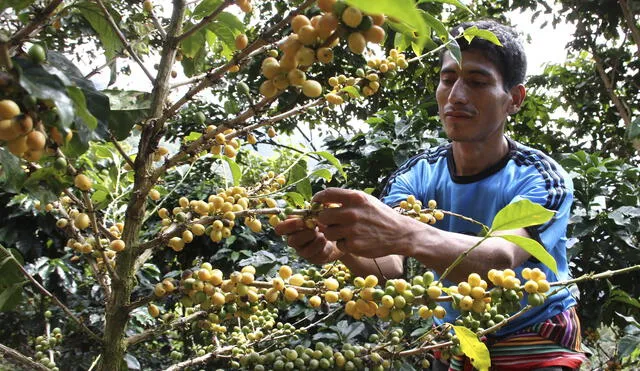 Día del Café Peruano sin mucho que celebrar