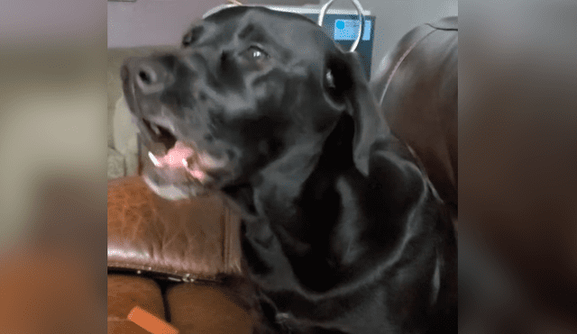 Youtube viral: Perro cumpleañero se une al canto de su dueña y conmueve a las redes [VIDEO]