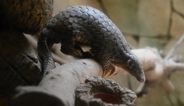 This picture taken on July 22, 2019 shows a Formosan Pangolin at the Taipei zoo. (Photo by Sam YEH / AFP)