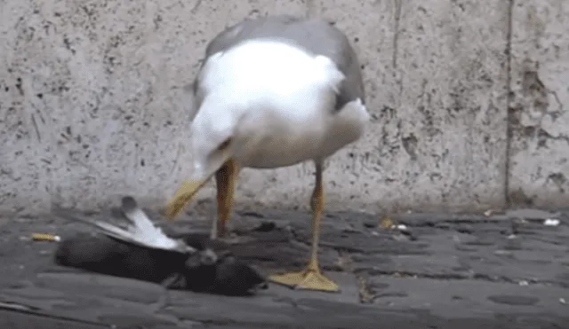 YouTube: Gaviota se traga una paloma entera en menos de un minuto [VIDEO]