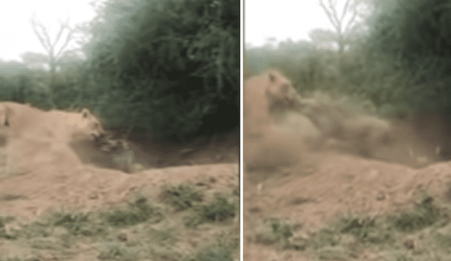 Desliza hacia la izquierda para ver el brutal ataque de una leona a un indefenso jabalí. Video viral de YouTube.