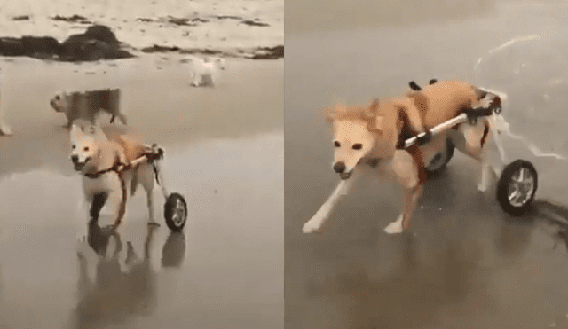 Facebook viral: La reacción de este perro discapacitado luego de ver el mar por primera vez conmueve al mundo