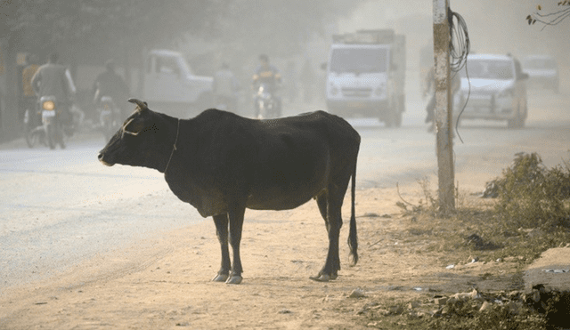 India: Asesinan a golpes a musulmán sospechoso de matar a una vaca