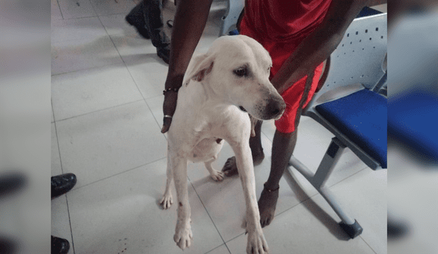 La canina criolla afectada recibió atención veterinaria por parte de la Policía Ambiental y Ecológica. (Foto: Semana Sostenible)