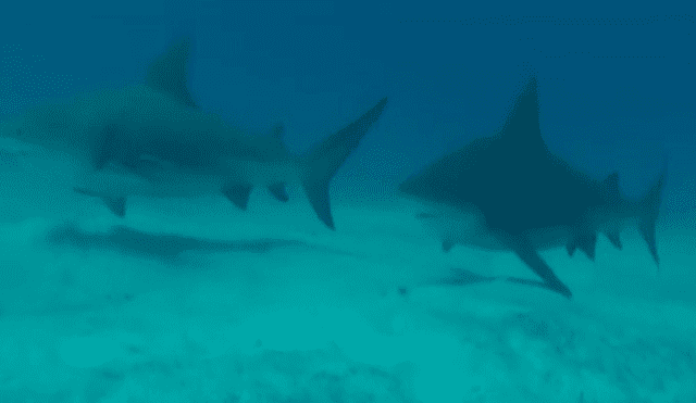 Tiburones acechan a un grupo de turistas cuando estaban buceando en Playa del Carmen [VIDEO]