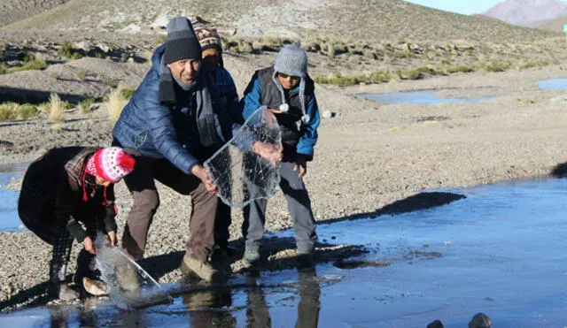 Heladas intensas: Arequipa y Puno soportaron valores de 21 grados bajo cero  
