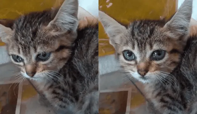 Facebook: miles se conmueven al ver como un gatito llora tras ser salvado de un perro