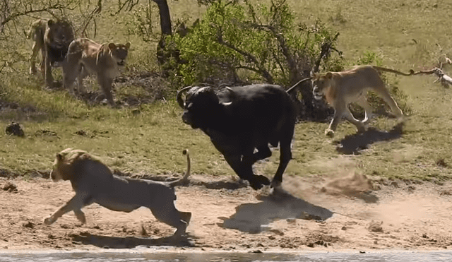 YouTube viral: Hambrientos leones cazan a búfalo, pero son atacados por enfurecida manada [VIDEO] 