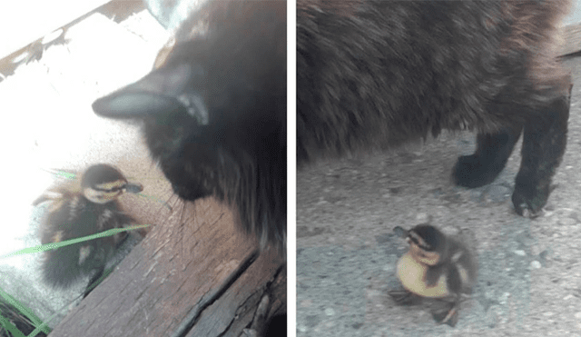Desliza las imágenes hacia la izquierda para observar la emotiva escena entre un pato bebé y un gato. Foto: Caters Clips.