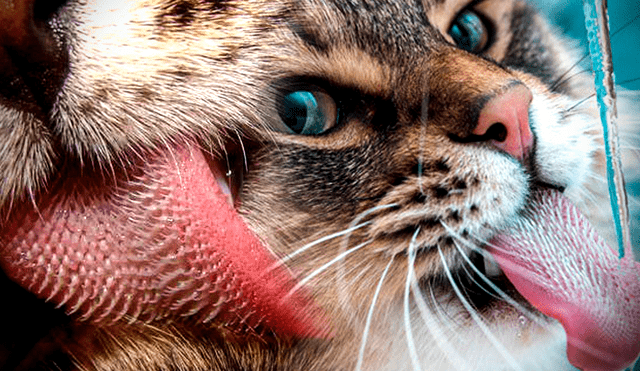Los gatos utilizan su lengua para limpiarse el cuerpo. Foto: composición LR/CadenaSer