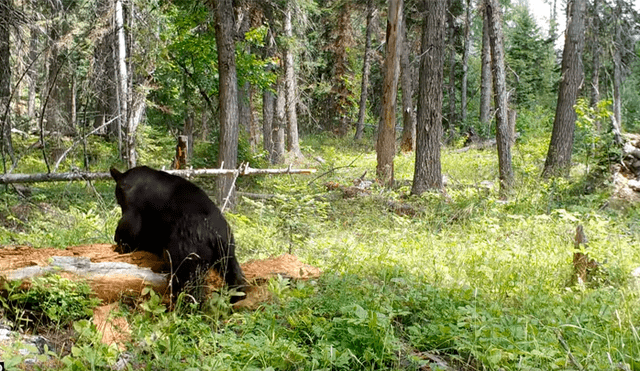 Facebook viral: hambriento oso encuentra comida dentro de árbol y hace lo imposible para sacarlo [VIDEO] 