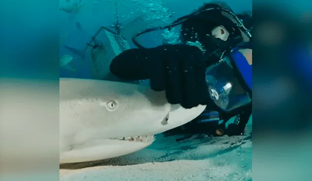 Desliza las fotografías para ver la reacción que tuvo el tiburón al sentir las caricias del osado buzo que lo visitó. Foto: Captura/James Abernethy