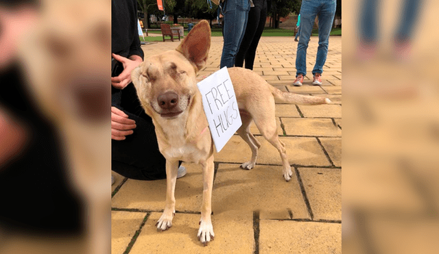Instagram: mujer adopta a perro ciego que fue brutalmente maltratado y que ganó premio pese a discapacidad