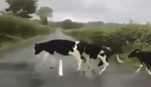 Video es viral en YouTube. Un joven captó el preciso momento en que un grupo de vacas creen haberse topado con un obstáculo en su camino. Foto: Captura.