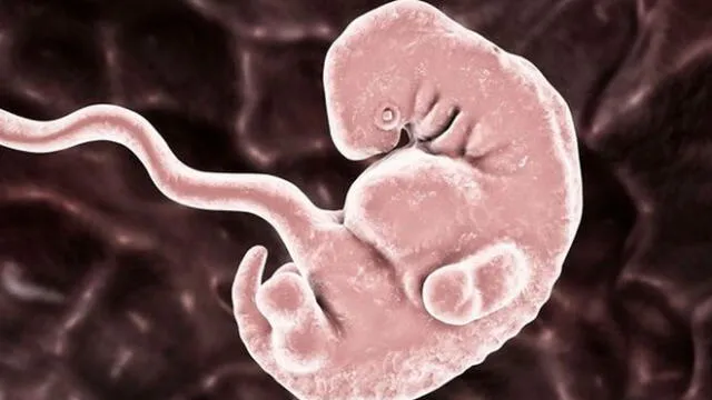 El experimento vio células madre humanas inyectadas en un embrión de mono. Foto: Getty Images