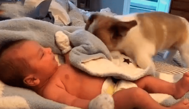 Desliza las imágenes para observar el tierno momento que protagonizaron un bebé con un perro que se encargó de cuidarlo.