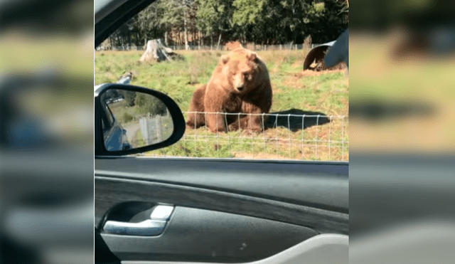 Esposos estaban visitando un parque de animales salvajes cuando se acercaron a saludar a un oso, sin presagiar la intempestiva respuesta de este