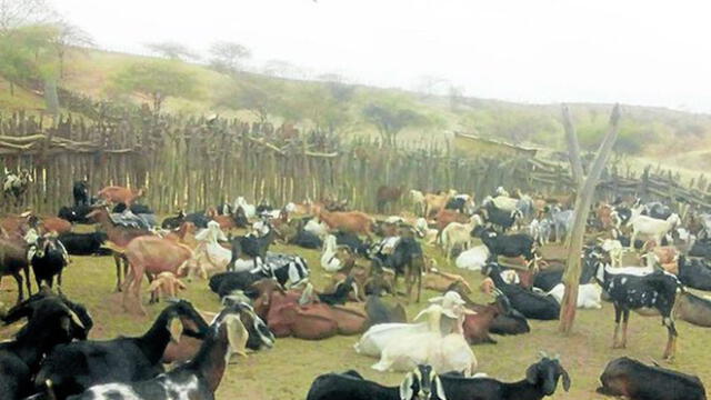 Tumbes: sequía amenaza con matar a más de 60 mil cabezas de ganado