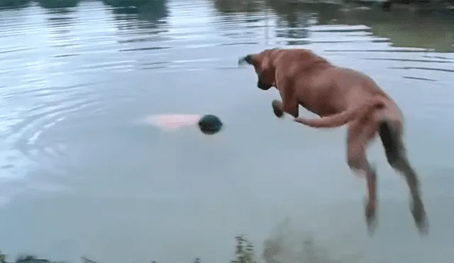 Vía Facebook. El can vigilaba atentamente a su dueño mientras se bañaba en un lago de gran profundidad hasta que percibió que algo malo pasaba
