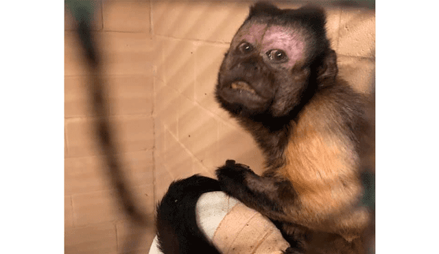 Estados Unidos: Murió Vern, el mono que resultó herido al proteger a su  hijo durante un robo, fotos, Facebook, zoológico, policía, primates, animales, veterinario, rddr, Mundo