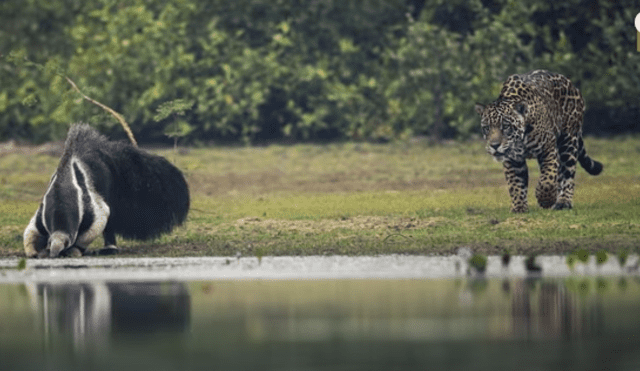 YouTube: encuentro de jaguar con oso hormiguero termina con inesperado final [VIDEO]