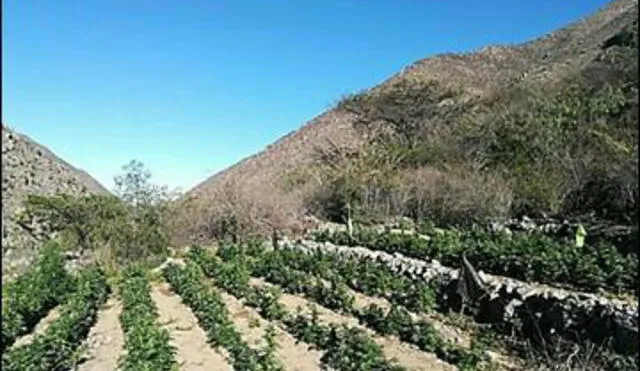 Cultivo ilegal de marihuana se extiende al sur de Lima