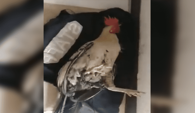 Facebook viral: dueño de gallo 'trolea' a su mascota y lo despierta cuando dormía [VIDEO]