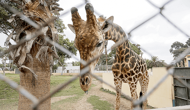 Domingo. La jirafa macho del parque y los otros 1.300 animales necesitan alimentación de todo tipo.