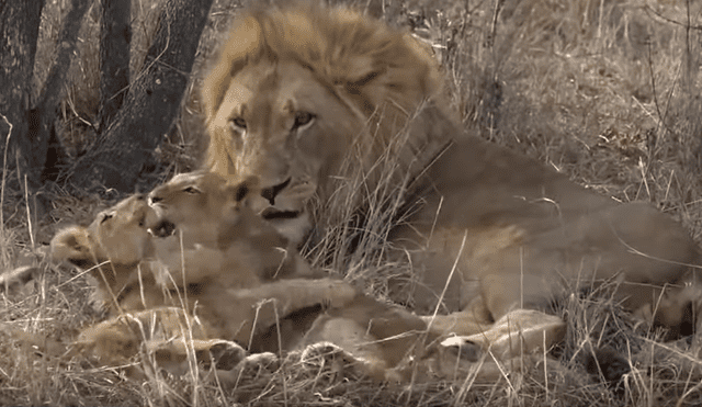 El video que compartió una turista en Facebook muestra una curiosa escena de una manada de leones.