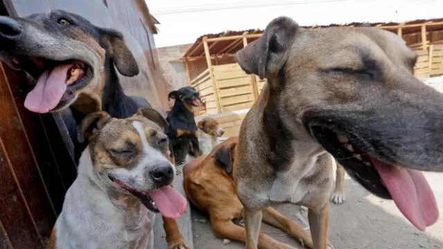 Patatón: La primera teletón canina que busca recaudar una tonelada de alimento