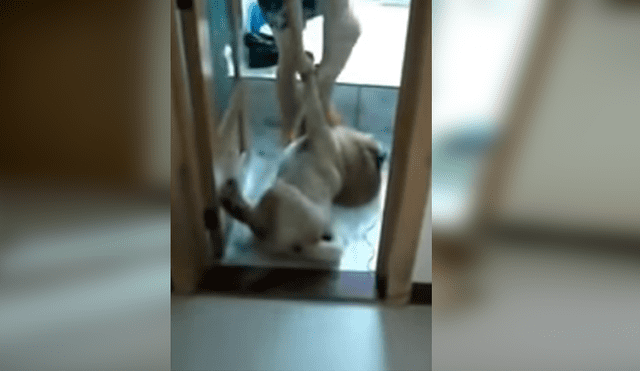 Video es viral en Facebook. Este perro ‘actor’ odia que lo bañen y cuando su dueña le dijo que ya le tocaba asearse no tuvo mejor idea que fingir su propia muerte. Foto: Captura.