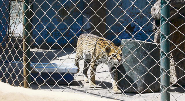 ayuda. Pide apoyo para alimentar a animales en albergues.