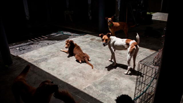 Mascotas en Venezuela