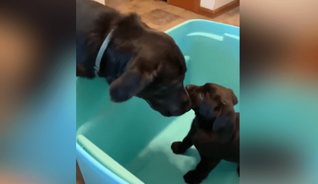 A través de YouTube se ha vuelto viral el momento en que un perro conoce a la nueva mascota que adoptó su familia.