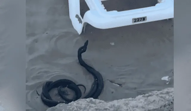 YouTube viral: misteriosas criaturas negras surgen de enormes rocas y aterran a turistas [VIDEO]