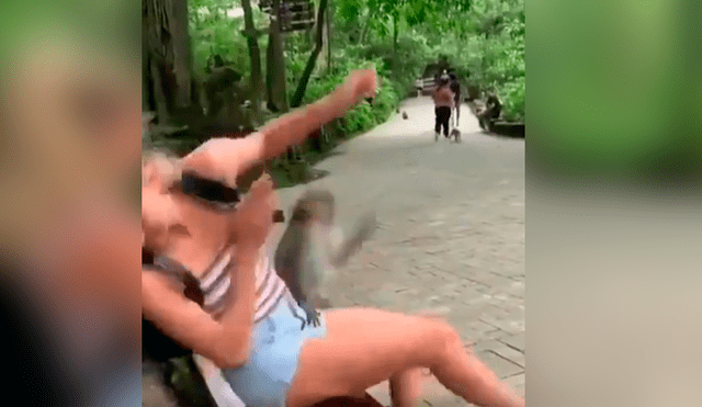 Youtube viral: turista intenta hacerle broma a mono y primate reacciona así [VIDEO]