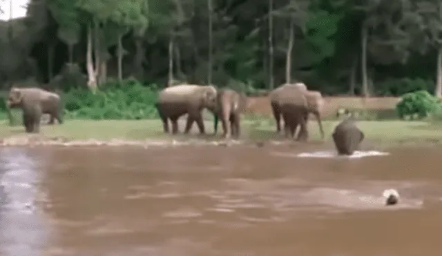 YouTube viral: Elefante se convierte en héroe al socorrer a joven que se ahogaba en profundo río [VIDEO]