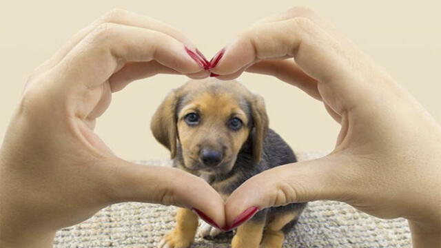 Esta fecha no solo sirve para conmemorar al mejor amigo del hombre, sino para evidenciar el existente maltrato animal. (Foto: Ganar-Ganar MX)