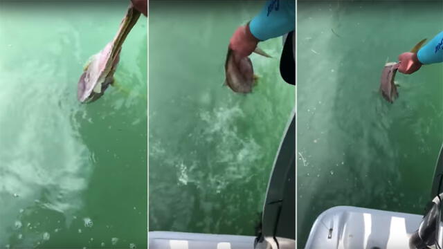 Vía Facebook: quisieron liberar a un pez en el océano pero sucedió algo increíble