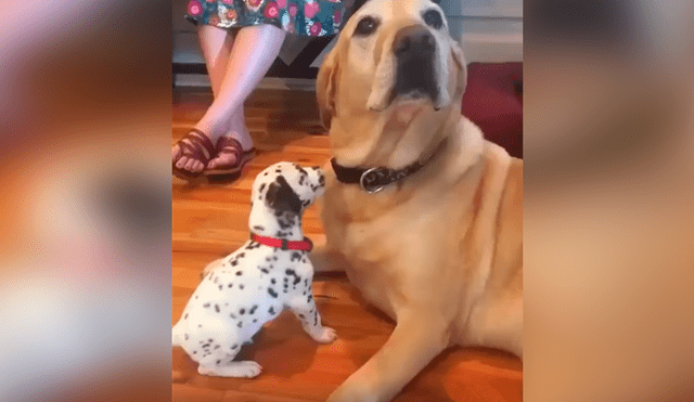 Desliza las imágenes para conocer el comportamiento de un perro al estar junto a la nueva mascota de su dueño.
