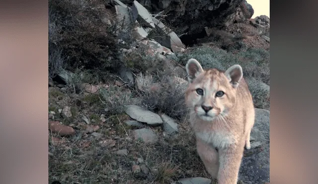 Desliza hacia la izquierda para ver las imágenes del puma bebé que fue captado por una cámara escondida en el recinto de felinos. El video es viral en YouTube.