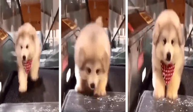 Facebook viral: perro intenta subir escaleras eléctricas, pero al final ocurre lo inesperado [VIDEO]