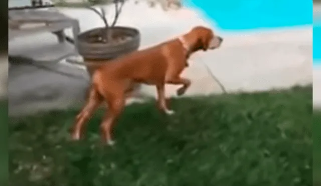 Youtube viral: Perro finge ser una estatua y desconcierta a todos con su conducta [VIDEO]