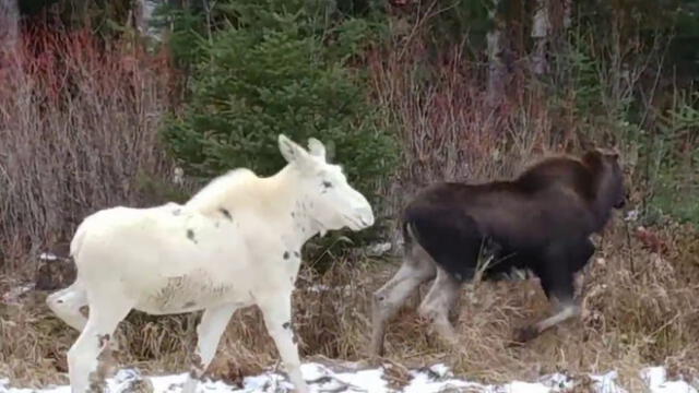 Facebook: Encuentran uno de los alces más raros del mundo en compañía de sus crías