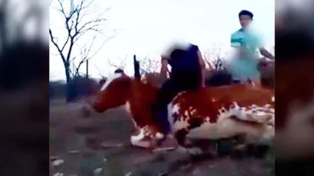 Jóvenes agreden a indefensa vaca y lo suben a redes sociales [VIDEO]