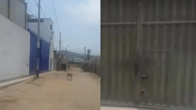 Un ciudadano reportó que en un almacén se encuentra encerrado un perrito.
