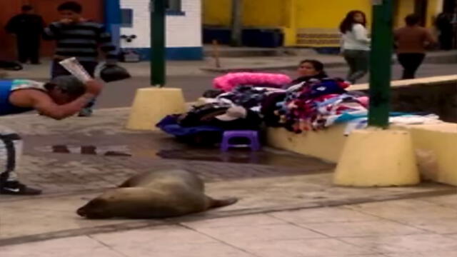 Lobo de Mar varado en Pucusana es maltratado por pobladores [VIDEO]